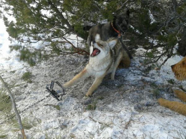 Coyote hunting