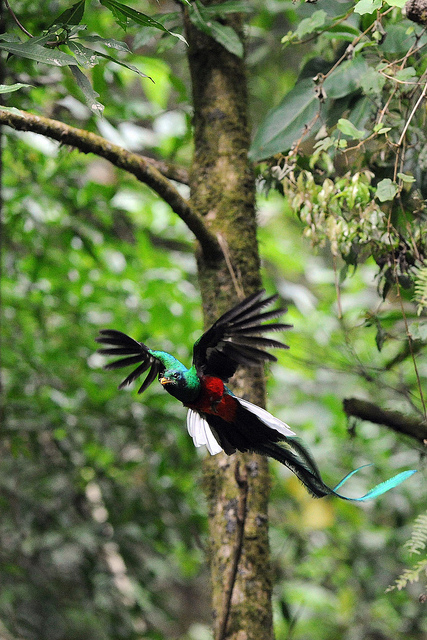 Quetzal en El Triunfo. Imagen: Fulvio Eccardi