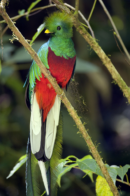 Quetzal. Imagen: Fulvio Eccardi