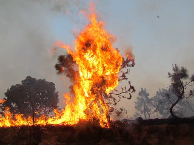 Incendio en La Primavera. Foto:Armando Armenta