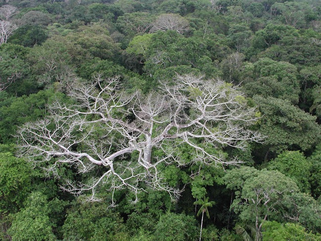 Daños al arbolado más alto en el oeste del Amazonas por la sequía del año 2005. Imagen:NASA/JPL-Caltech