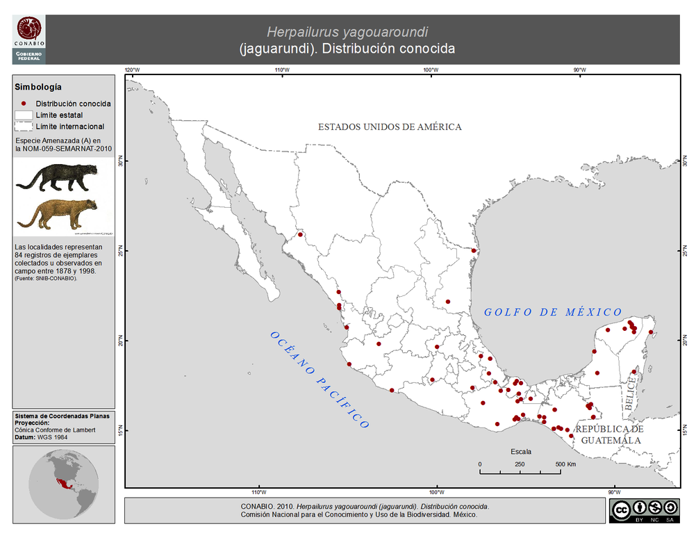 Distribución del Jaguarundi. Gráfico: Conabio