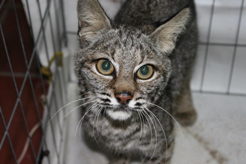 Lince rescatado en una escuela en tonaya, Jalisco. Foto: Luis Eugenio Rivera Cervantes