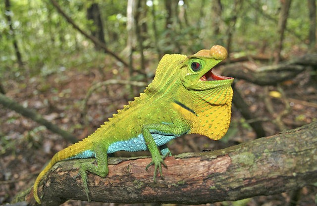 Hump Snout Lizard (Lyriocephalus scutatus) Imagen: UICN Ruchira Somaweera
