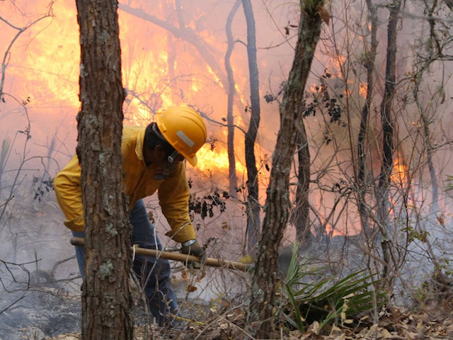 Incendio forestal: Imagen: Conafor