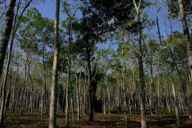 Bosques de México. Imagen: Conafor