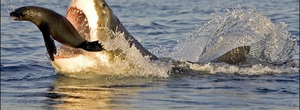 Tiburón blanco alimentándose de una foca