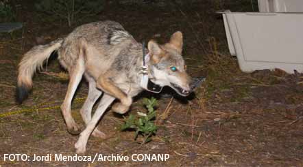 Lobo Mexicano. Imagen: Conanp