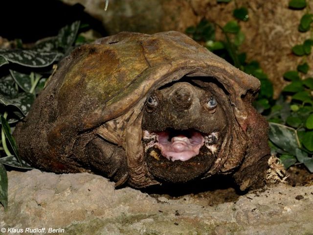 Staurotypus triporcatus (tortuga almizclera mexicana gigante). Imagen cortesía de Klaus Rudloff