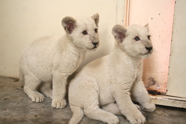 Los cachorros de león blanco del Zoológico Guadalajara . Imagen: Sergio Hernández Márquez