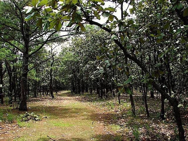 Imagen del Bosque de La Primavera tomada de la página de internet de la dirección de la ANP