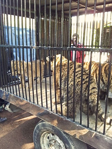 Los cachorros de león y tigre de Bengala que vendió el Zoológico de Morelia a un particular. Imagen cortesía del Comité para el Trato Ético a los Animales 