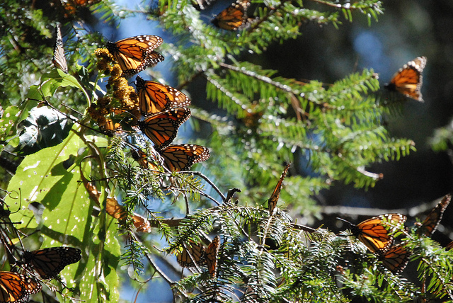 Ocampo, Michoacan. Aspectos del santuario de la mariposa monarca de Sierra Chincua, que comienza a emigrar hacia Canada y Estados Unidos. Foto: Semarnat / Ximena de la Serna