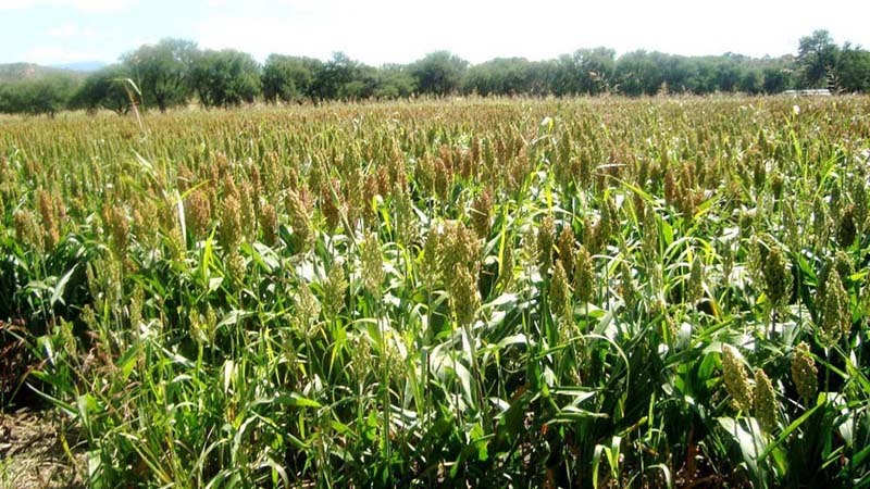 Campo de maíz en Jalisco. Foto: Secretaría de Desarrollo Rural