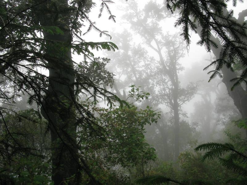 Bosque Mesófilo en el Nevado de Colima. Foto: Cortesía del Parque Nacional