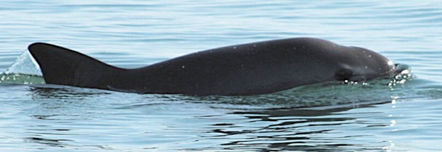 La vaquita marina es muy difícil de poderse ver, y menos ahora que está por extinguirse. Foto tomada de vaquita.tv