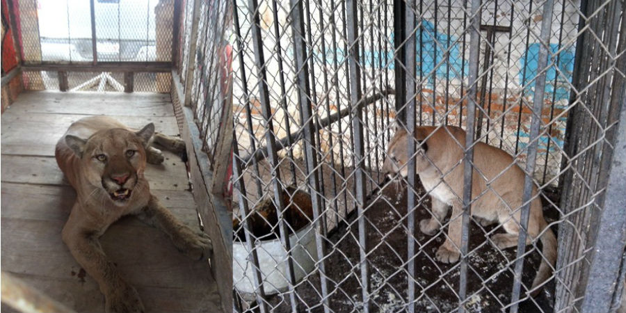 Puma capturado en calles de un pueblo de Durango. Foto: Profepa