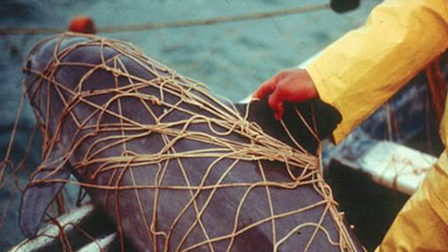 Los ejemplares de vaquita marina mueren enredadas en las mallas de los pescadores de totoaba. Foto: vaquita.tv