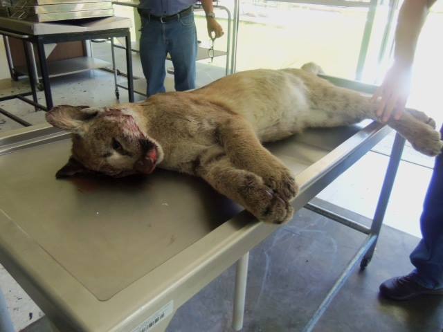 Puma atropellado en la autopista Durango - Mazatlán. Foto: Profepa