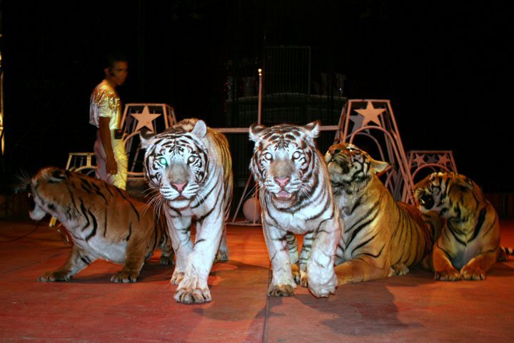 Tigres en el Circo Unión de los Hermanos Fuentes Gasca. Foto tomada del sitio de Facebook de este circo