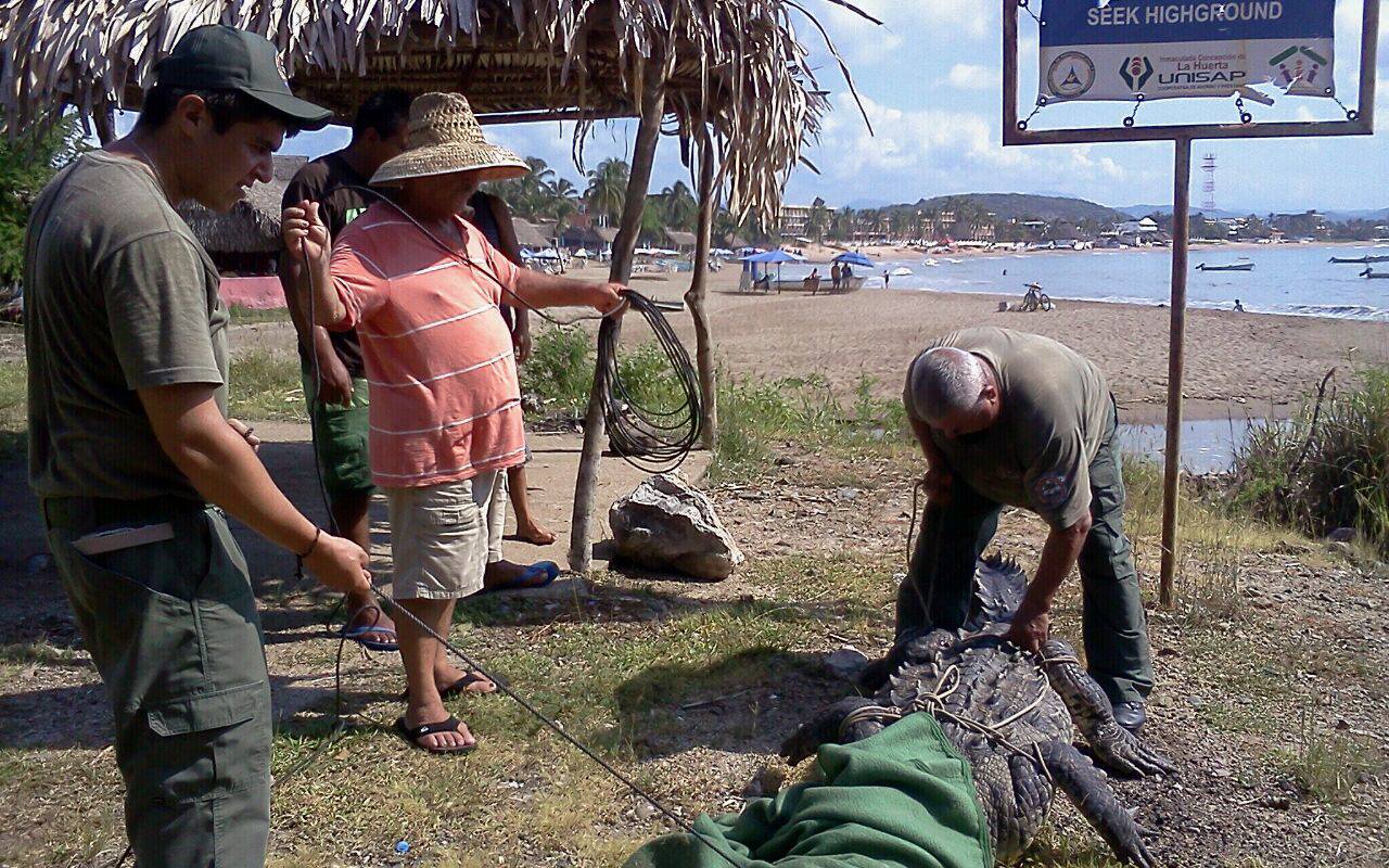 Cocodrilo capturado en la playa de Melaque, Jalisco. Foto: Unidad Estatal de Protección Civil