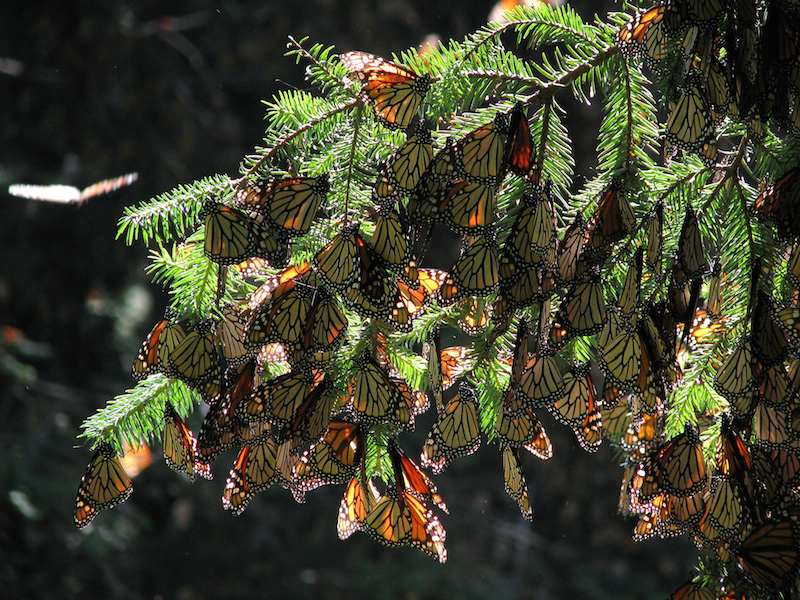 Arribo de mariposas monarca en noviembre de 2014. Foto de la Conanp