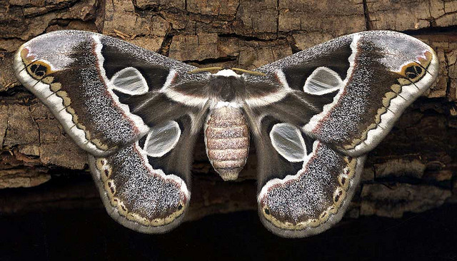 Mariposa Cuatro Espejos. Imagen de David Bygott , utilizada bajo criterios de Creative Commons
