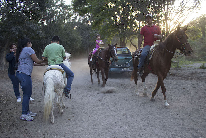 Caballos en Los Colomos. Foto: Alejandra Leyva