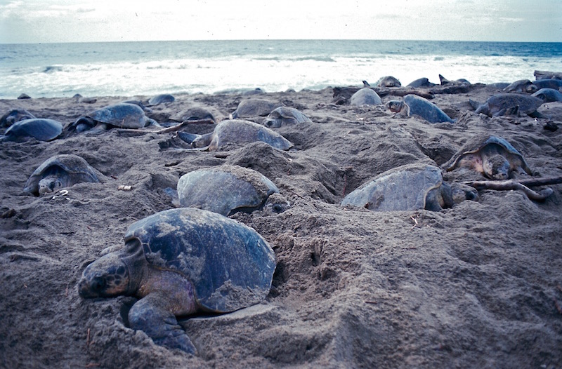 La CONANP, a través del Centro Mexicano de la Tortuga, registró más de 45 mil tortugas Golfinas en la tercera arribazón en el Santuario Playa de Escobilla. Foto: Conanp