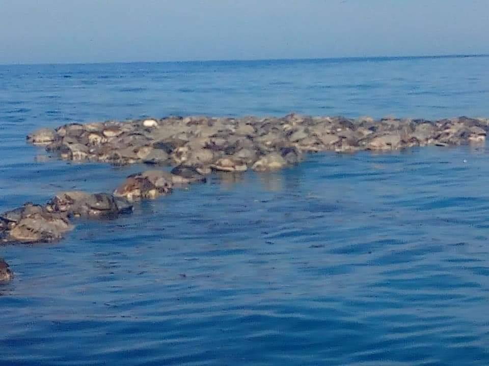 Tortugas muertas en el mar, en Oaxaca
