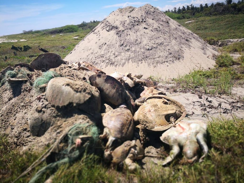 Tortugas muertas por enmallamiento en Oaxaca. Imagen tomada de Sea Shepherd México