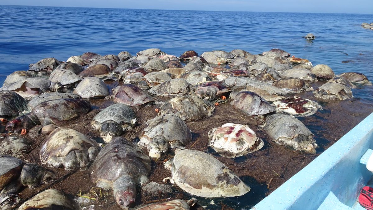 tortugas marinas muertas en Oaxaca