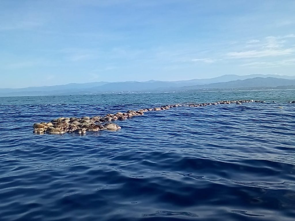 Tortugas muertas en Oaxaca, en el mar