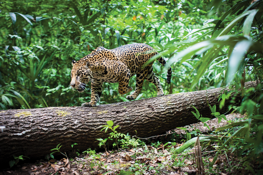 Jaguar en Calakmul. Foto de WWF y Fundación Telmex