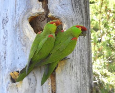 Cotorra Serrana en ejidos de Chihuahua Socorro Rivera. Foto: Conanp