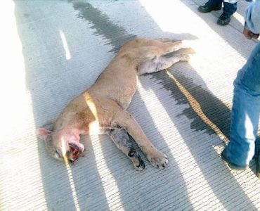 Puma atropellado en Lagos de Moreno. La foto es de Protección Civil de Lagos de Moreno