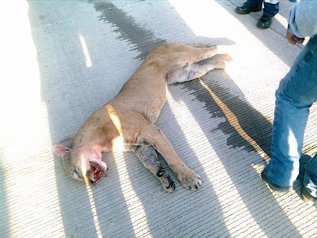 Puma atropellado en Lagos de Moreno. La foto es de Protección Civil de Lagos de Moreno