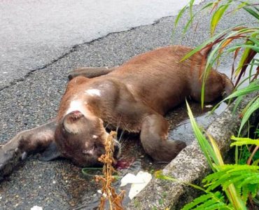 Puma atropellado cerca de Ixtapa