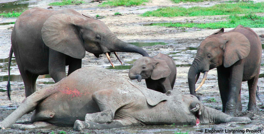 Caza de elefantes para el comercio de marfil