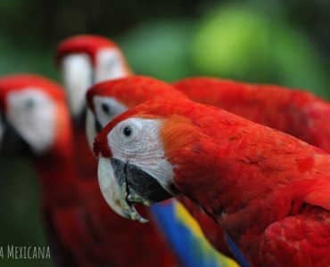 Guacamaya de la Selva Lacandona