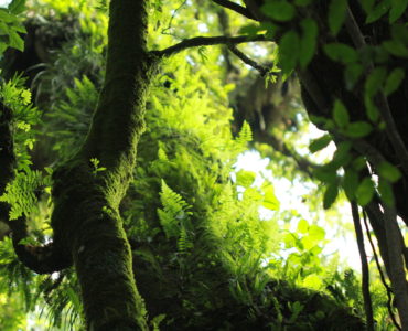 Bosque mesófilo del Parque estatal Nevado de Colima en Jalisco