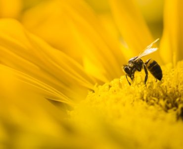 Abeja polinizadora foto fao