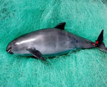 Vaquita Marina. Foto: NICKLIN MINDEN WWF