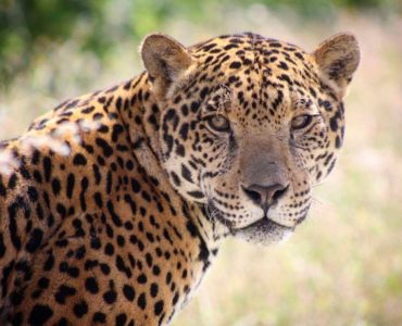 Crédito de la imagen: Jaguares en la Selva