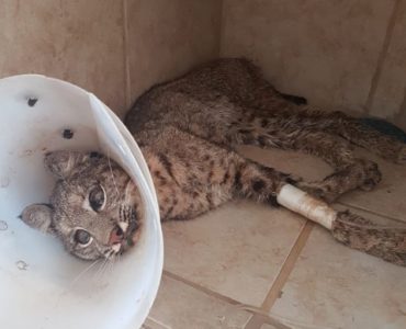 Lince enfermo por envenenamiento en Jalisco