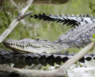 Cocodrilos en Jalisco. Foto: Abraham Aréchiga