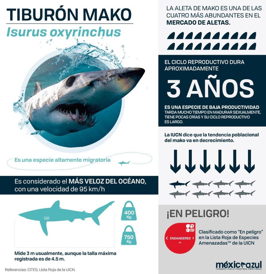 Gráfico de tiburón mako presentada en la COP18 de CITES