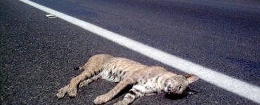 Lince atropellado en la autopista 80D, cerca de Tepatitlán. Foto: Sergio Hernández Márquez