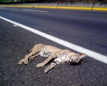 Lince atropellado en la autopista 80D, cerca de Tepatitlán. Foto: Sergio Hernández Márquez