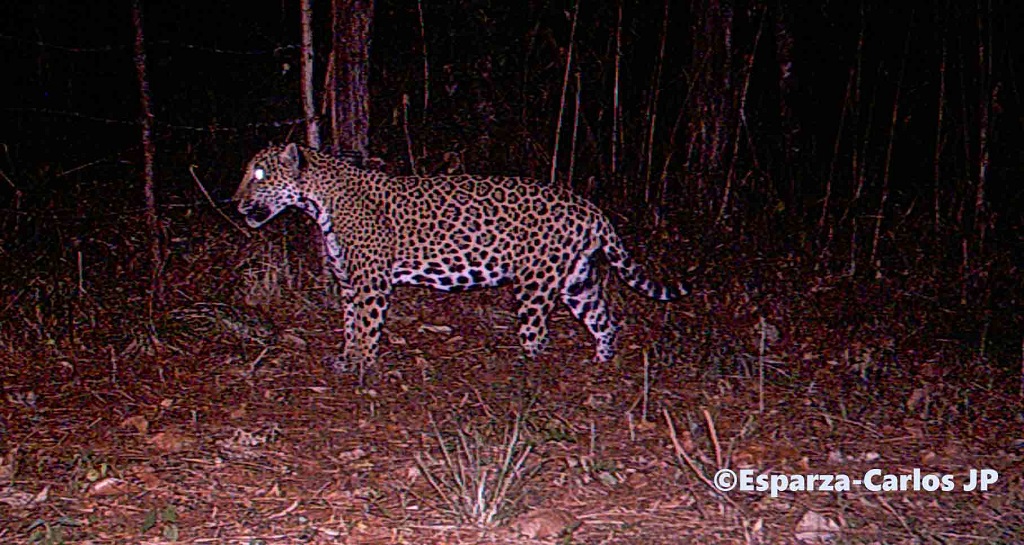 Jaguar en la Sierra de Manantlán. Foto: Juan Pablo Esparza